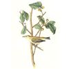 Image 1 : c1946 Audubon Print, #154 Tennessee Warbler