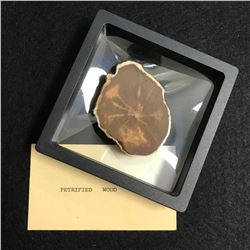 Petrified Conifer Wood Fossil Display Specimen