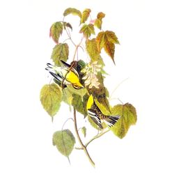 c1946 Audubon Print, #134 Blackburnian Warbler