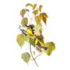 Image 1 : c1946 Audubon Print, #134 Blackburnian Warbler