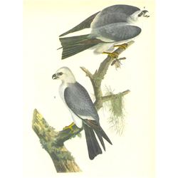 c1946 Audubon Print, #117 Mississippi Kite