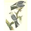 Image 1 : c1946 Audubon Print, #117 Mississippi Kite