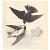 Image 1 : c1946 Audubon Print, #100 Tree Swallow