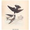 Image 2 : c1946 Audubon Print, #100 Tree Swallow