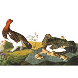 c1946 Audubon Print, #191 Willow Ptarmigan