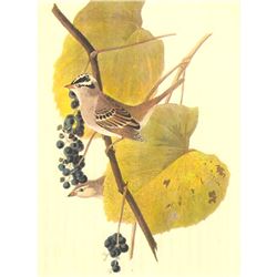 c1950 Audubon Print, White-Crowned Sparrow