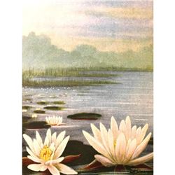 1920's Pond Lily Color Lithograph Print