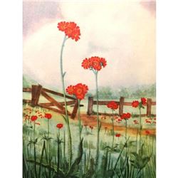 1920's Devil's Paint Brush Color Lithograph Print