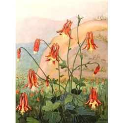 1920's Wild Columbine Color Lithograph Print