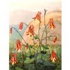 Image 1 : 1920's Wild Columbine Color Lithograph Print
