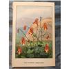 Image 2 : 1920's Wild Columbine Color Lithograph Print