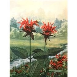 1920's Bee Balm Color lithograph Print