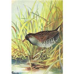 1920's Sora Color Lithograph Print