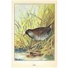 Image 2 : 1920's Sora Color Lithograph Print