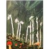 Image 1 : 1920's Color Lithograph, Indian Pipe