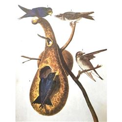 c1946 Audubon Print, #22 Purple Martin