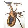 Image 1 : c1946 Audubon Print, #22 Purple Martin