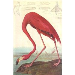 c1946 Audubon Print, #431 Pink Flamingo