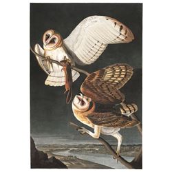 c1946 Audubon Print, #171 Barn Owl