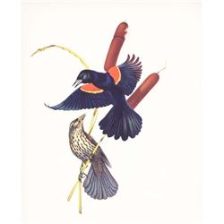 1950 Menaboni Print, Red-wing Blackbird