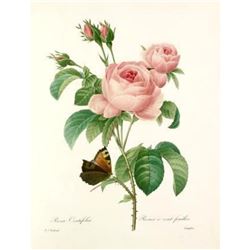 After Pierre-Jospeh Redoute, Floral Print, #117 Rosa Centifolia (Pale Rose)