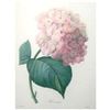 Image 1 : After Pierre-Jospeh Redoute, Floral Print, #56 Hortensia (Hydrangea)