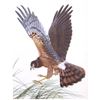 Image 1 : 1950 Menaboni Print, Marsh Hawk