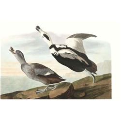 c1946 Audubon Print, #332 Labrador Duck