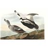 Image 1 : c1946 Audubon Print, #332 Labrador Duck