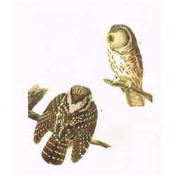 c1946 Audubon Print, #380 Richardson's Owl