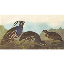 c1946 Audubon Print, #423 Mountain Quail