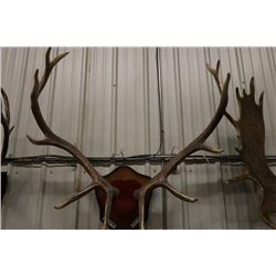 Mounted Elk Horns-PERMIT CODE DA5