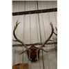 Image 2 : Mounted Elk Horns-PERMIT CODE DA5