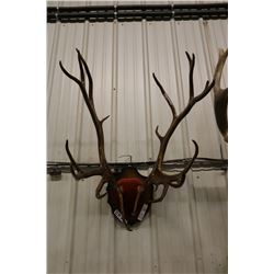 Mounted Caribou Horns- PERMIT CODE DA6