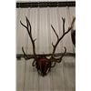 Image 1 : Mounted Caribou Horns- PERMIT CODE DA6