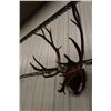 Image 2 : Mounted Caribou Horns- PERMIT CODE DA6
