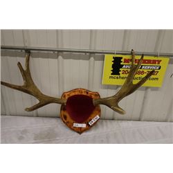 Mounted Young Moose Horns- PERMIT CODE DA7