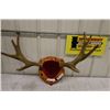 Image 1 : Mounted Young Moose Horns- PERMIT CODE DA7