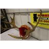 Image 2 : Mounted Young Moose Horns- PERMIT CODE DA7