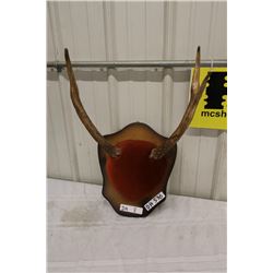 Mounted Elk Mount-PERMIT CODE DA8