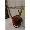 Image 2 : Mounted Elk Mount-PERMIT CODE DA8