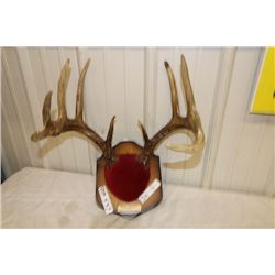 Mounted Deer Horns-PERMIT CODE DA9