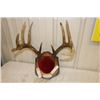 Image 1 : Mounted Deer Horns-PERMIT CODE DA9