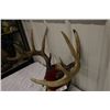 Image 2 : Mounted Deer Horns-PERMIT CODE DA9