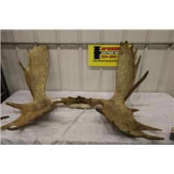 Set of Moose Horns PERMIT CODE EEE#1