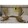 Image 1 : Set of Moose Horns PERMIT CODE EEE#1