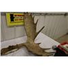 Image 3 : Set of Moose Horns PERMIT CODE EEE#1