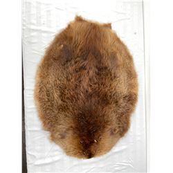 Beaver Pelt