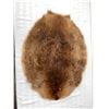 Image 1 : Beaver Pelt