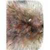 Image 2 : Beaver Pelt